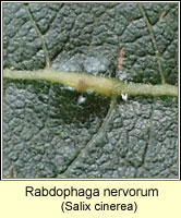 Rabdophaga nervorum