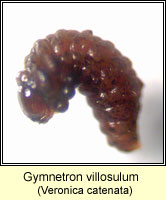 Gymnetron villosulum