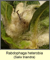 Rabdophaga heterobia