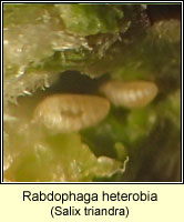 Rabdophaga heterobia