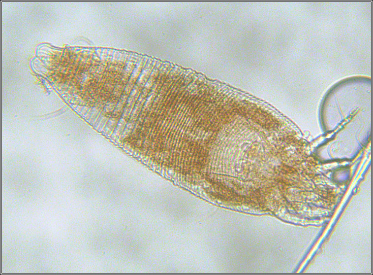 Aceria tetanothrix