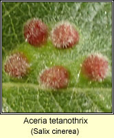 Aceria tetanothrix