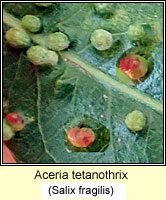 Aceria tetanothrix