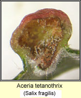 Aceria tetanothrix