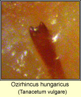 Ozirhincus hungaricus