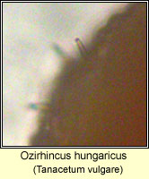 Ozirhincus hungaricus