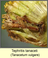 Tephritis tanaceti