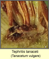 Tephritis tanaceti