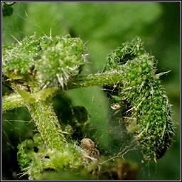 Trioza urticae