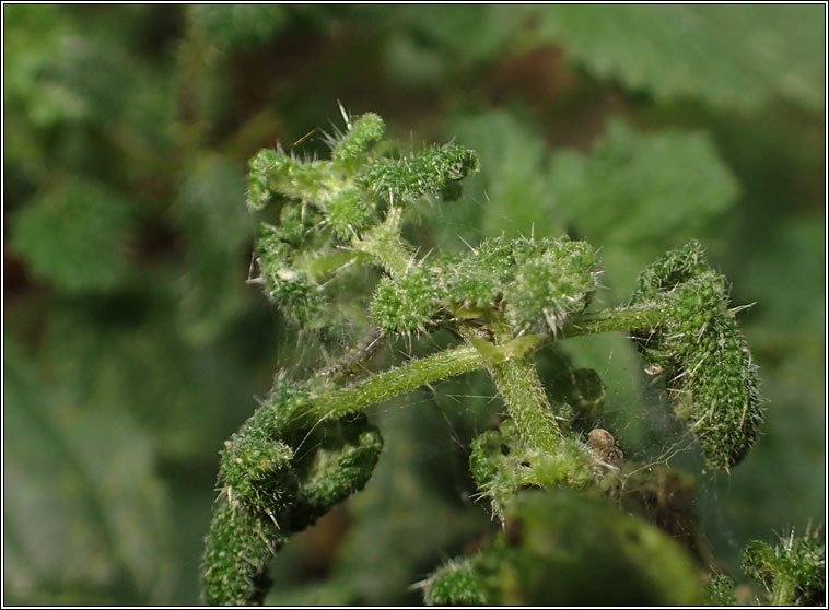 Trioza urticae