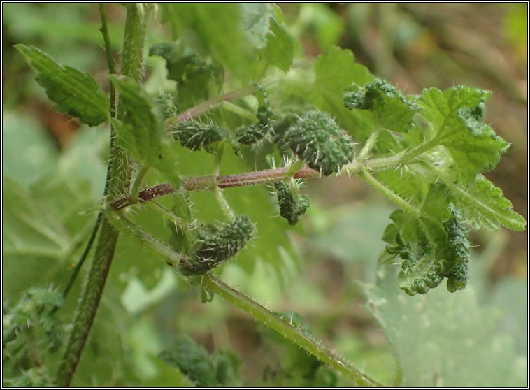 Trioza urticae
