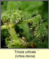 Trioza urticae