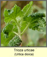 Trioza urticae