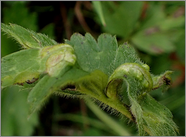 Urocystis ranunculi