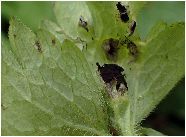 Urocystis ranunculi