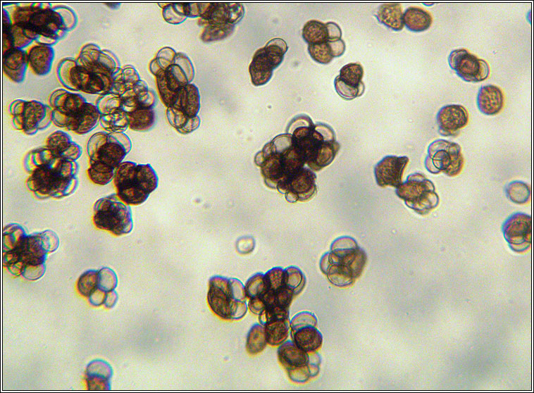 Urocystis ranunculi