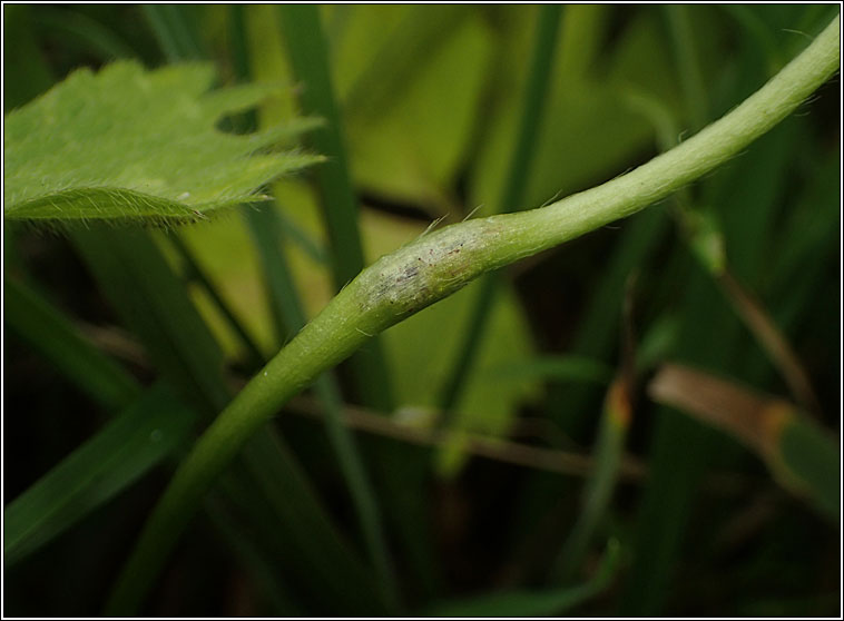 Urocystis ranunculi