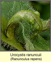 Urocystis ranunculi