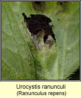 Urocystis ranunculi