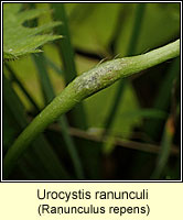 Urocystis ranunculi