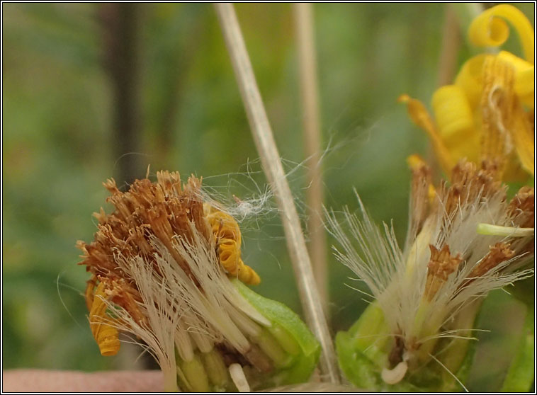 Contarinia jacobaeae