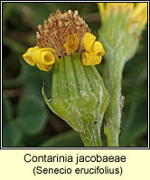 Contarinia jacobaeae