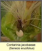 Contarinia jacobaeae