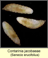 Contarinia jacobaeae