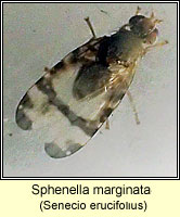 Sphenella marginata