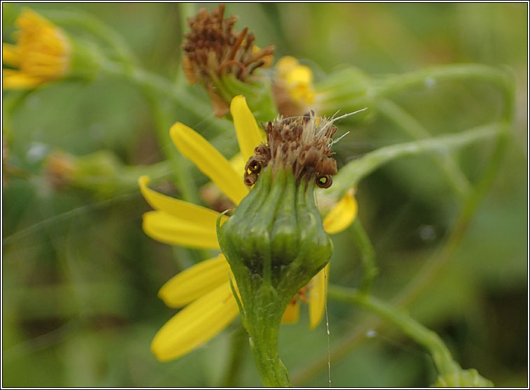 Sphenella marginata