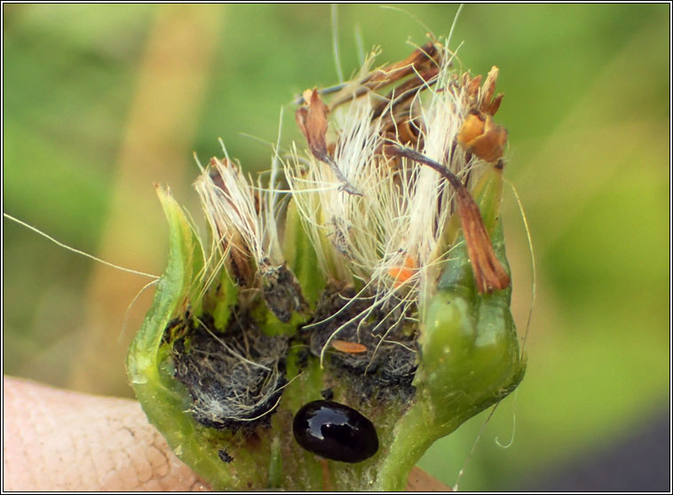 Sphenella marginata