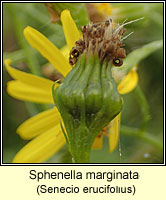 Sphenella marginata