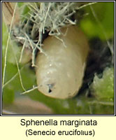 Sphenella marginata