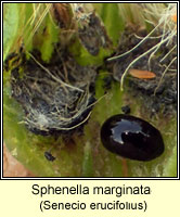 Sphenella marginata