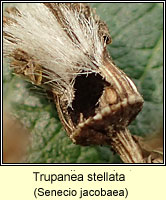 Trupanea stellata