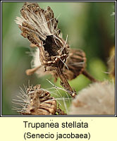 Trupanea stellata