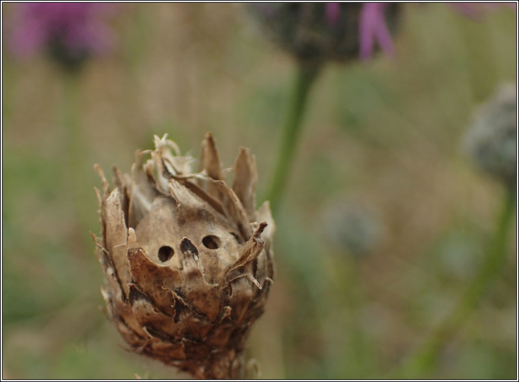 Isocolus rogenhoferi