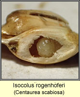 Isocolus rogenhoferi