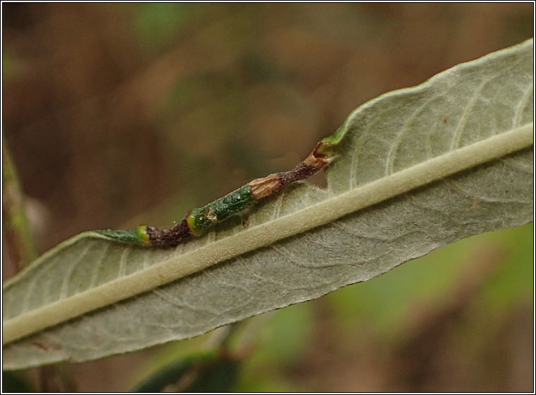 Rabdophaga marginemtorquens