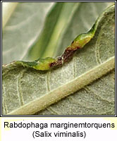 Rabdophaga marginemtorquens