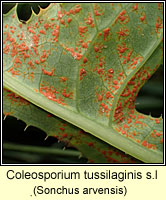 Coleosporium tussilaginis sens lat