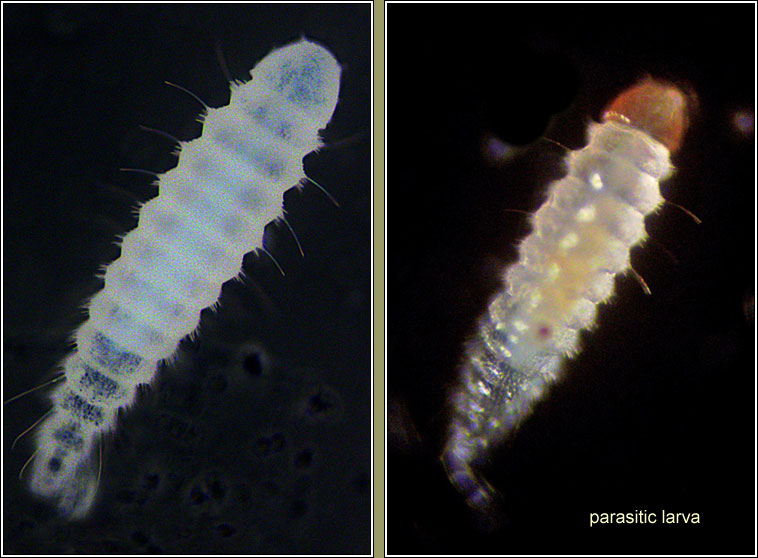 Lasioptera carophila, parasite larva