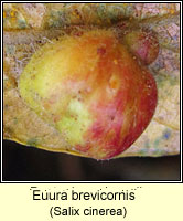 Euura brevicornis