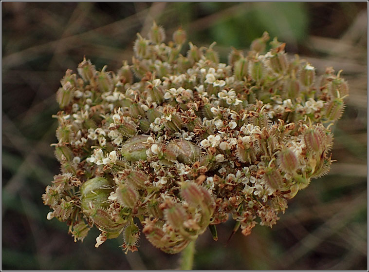 Kiefferia pericarpiicola