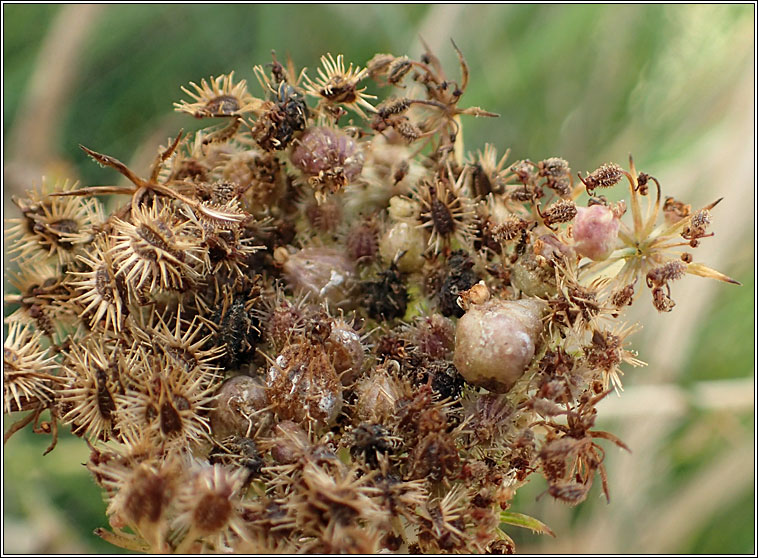 Kiefferia pericarpiicola