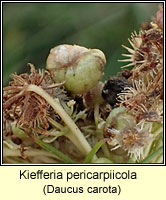 Kiefferia pericarpiicola