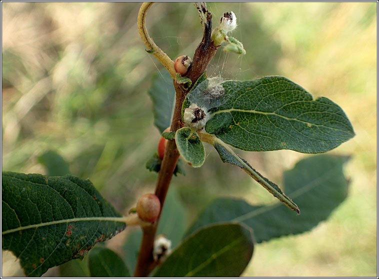 Rabdophaga iteobia