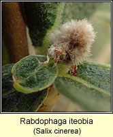 Rabdophaga iteobia