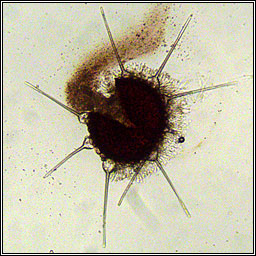 Phyllactinia mali