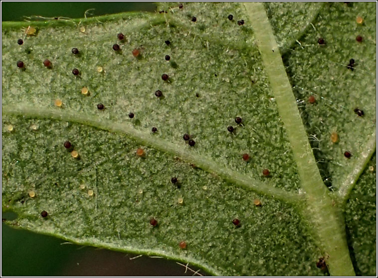 Phyllactinia mali